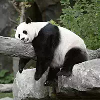 熊猫幻灯片