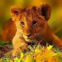 wild_baby_animals_jigsaw Spil